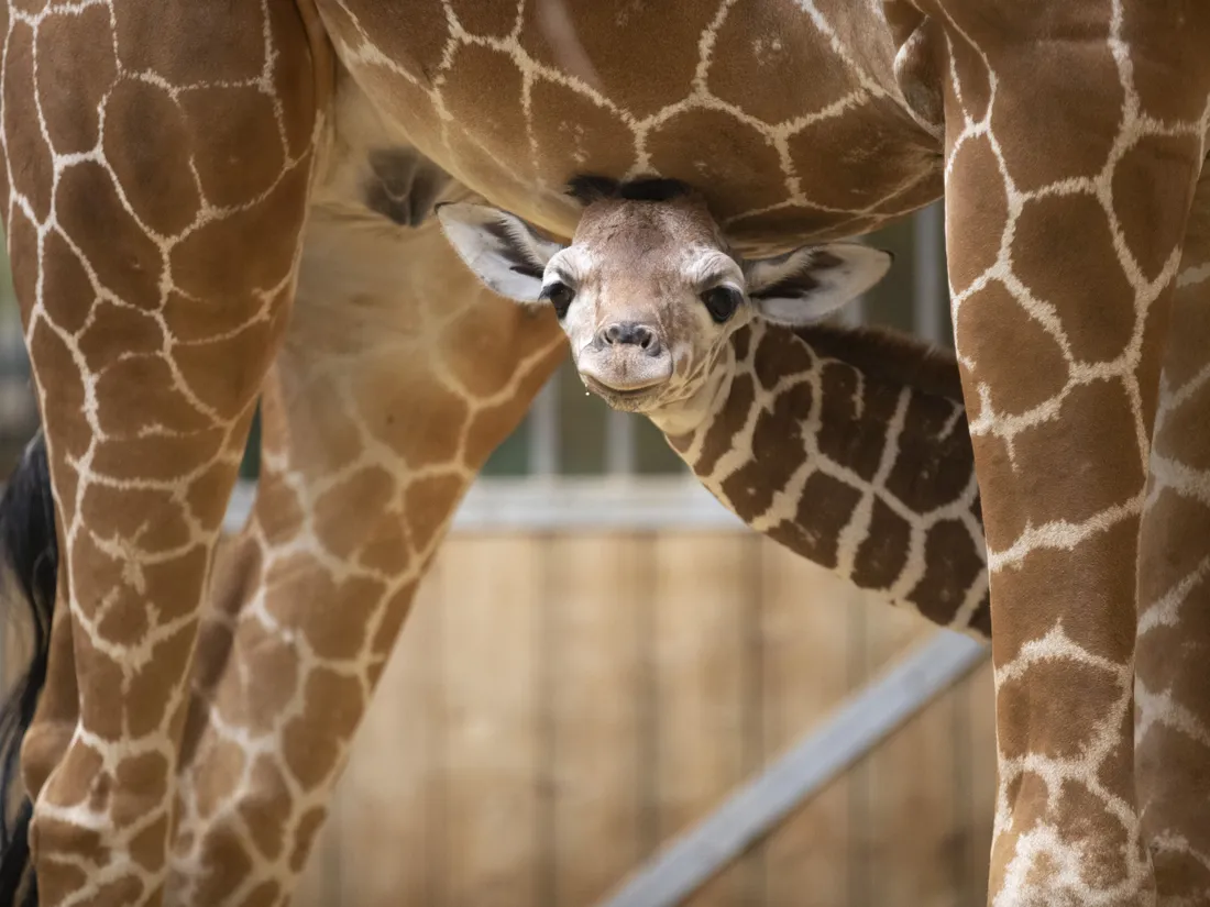 Girafons Beauval