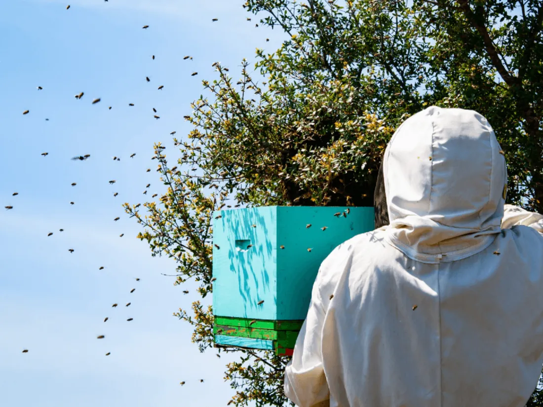 Apiculteur abeilles