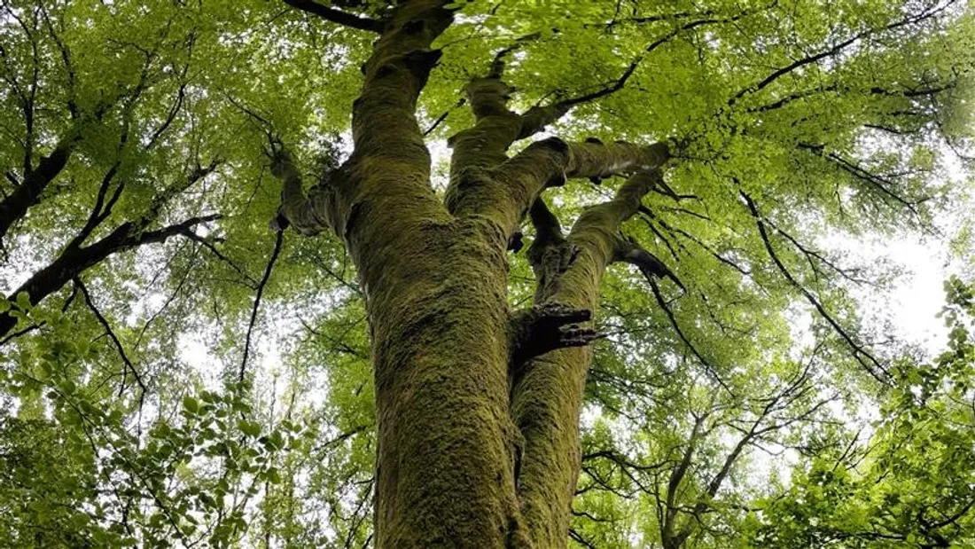 Votez pour les plus bel arbre de l'année 