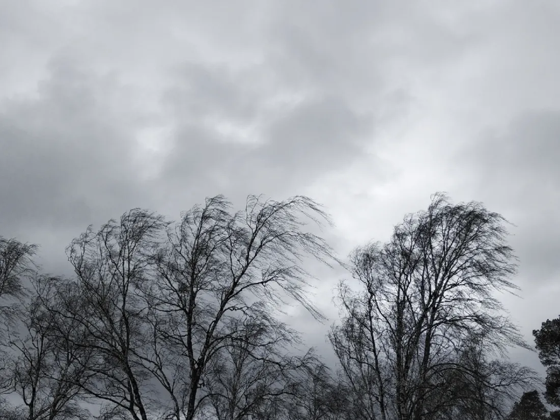 Arbres tempête vent