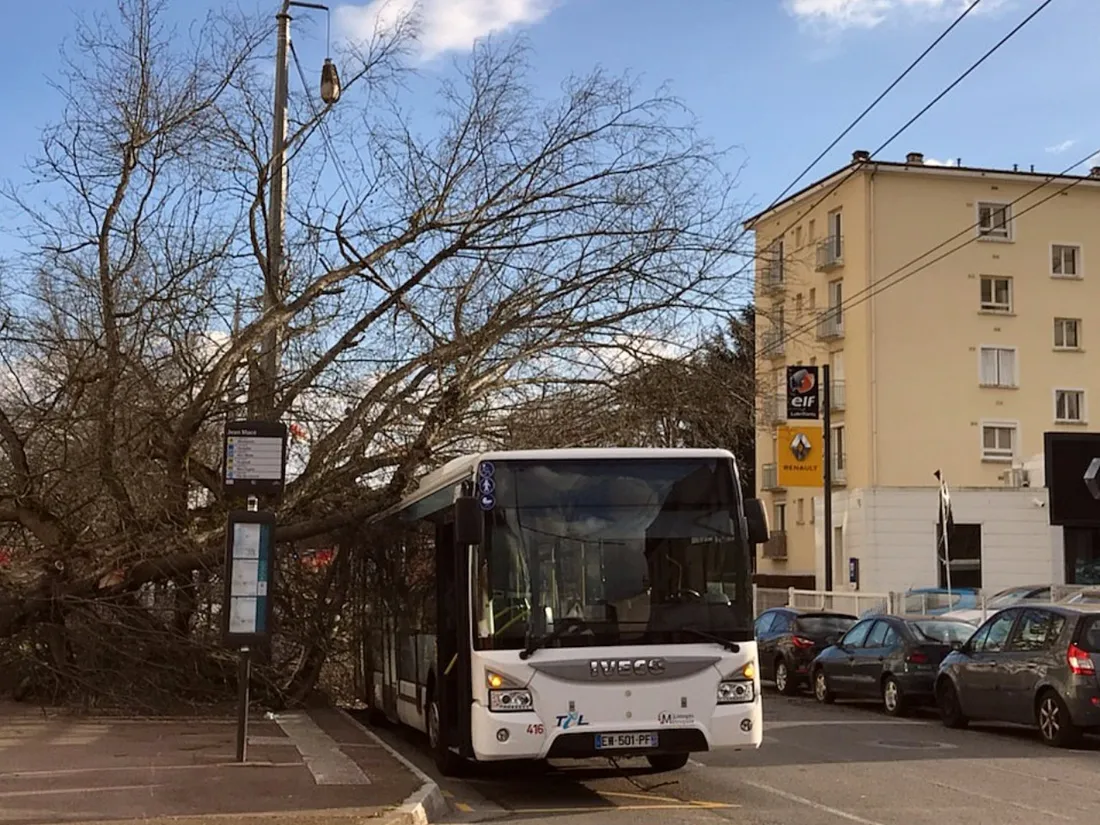 Un bus de la STCL bloqué par un arbre