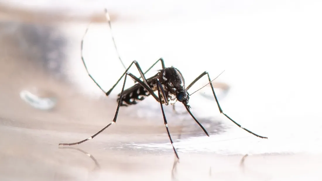 Indre : opération de démoustication après un cas de dengue
