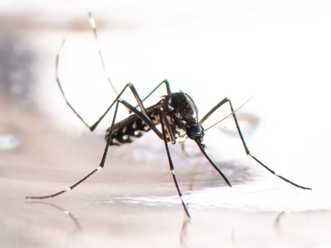 Indre : opération de démoustication après un cas de dengue