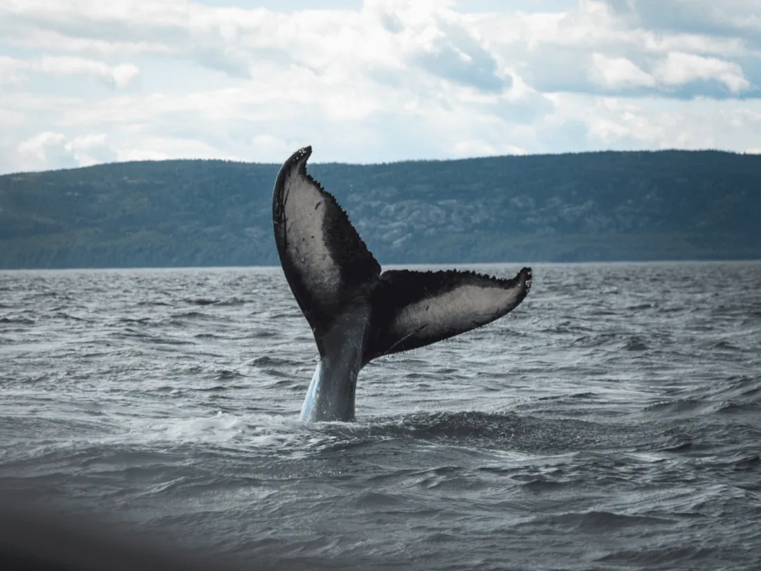 L'Islande vers la fin de la chasse à la baleine
