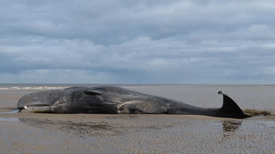 baleine