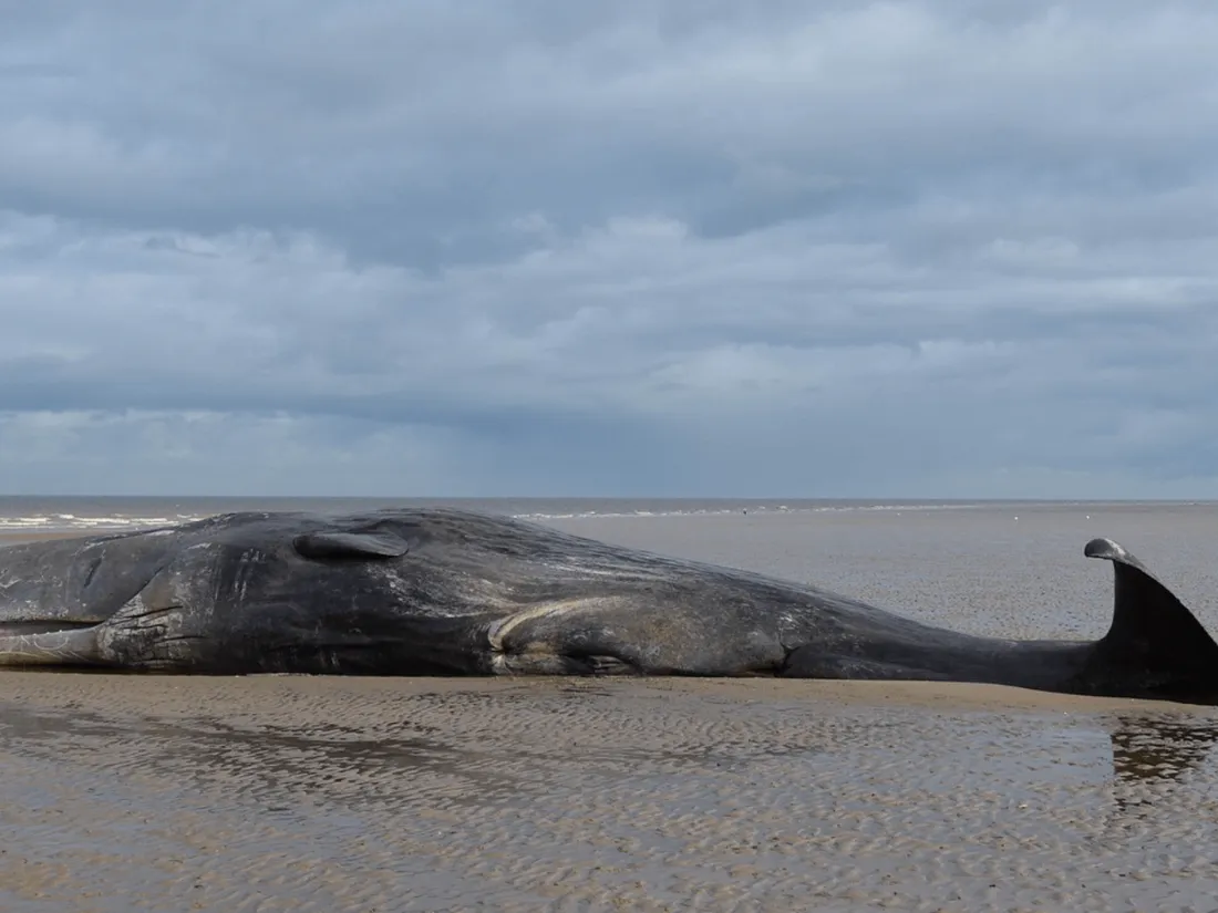 baleine