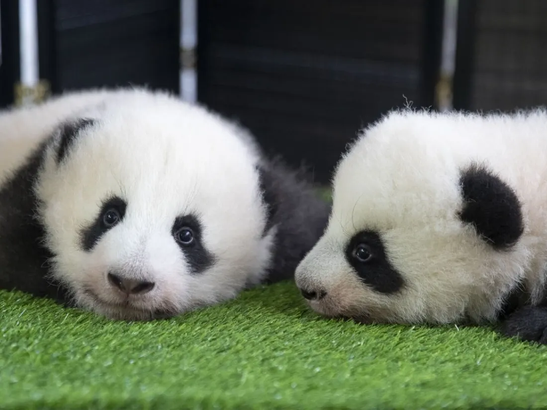 Bébés panda 