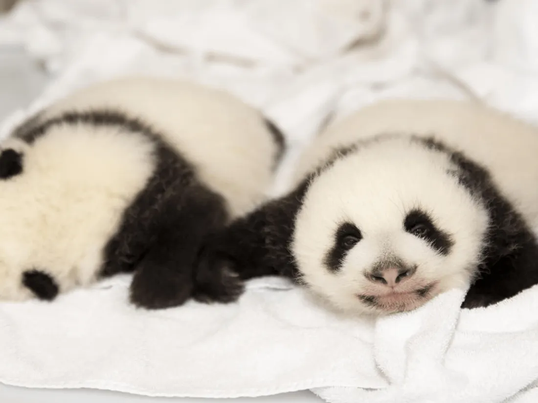 Pandas