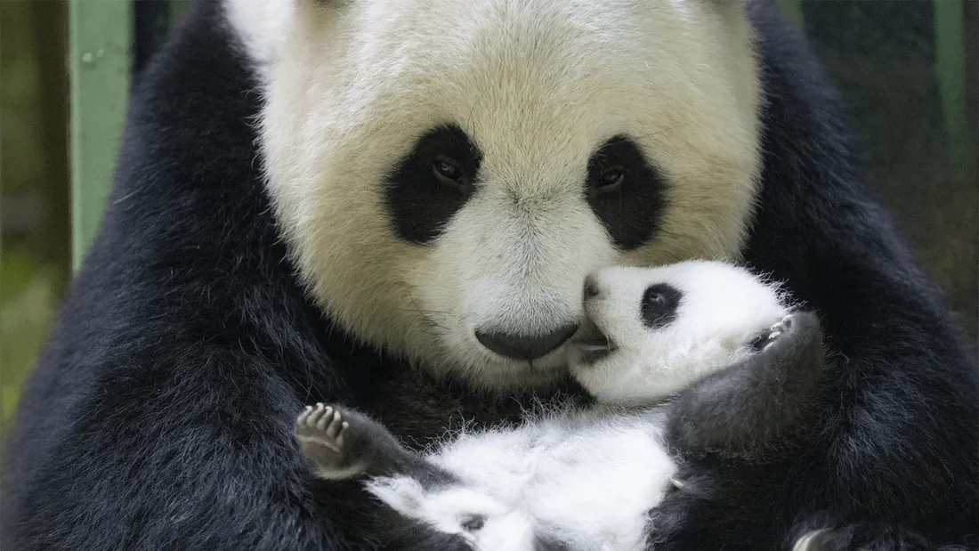 Les bébés panda du Zoo de Bauval ont ouvert les yeux ! 