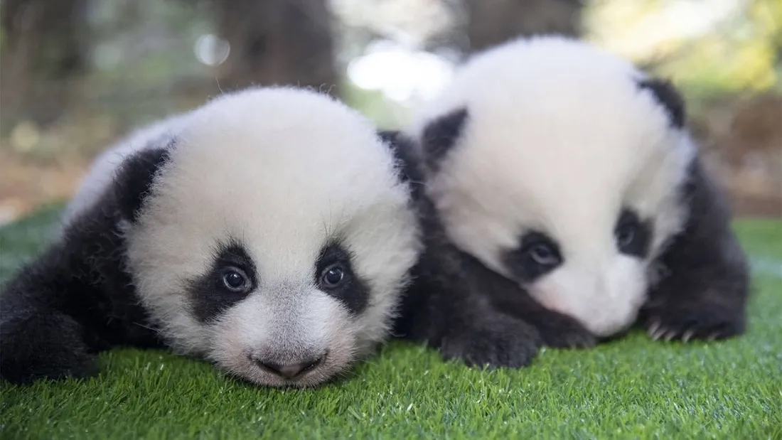 Bébés pandas Zoo de Beauval