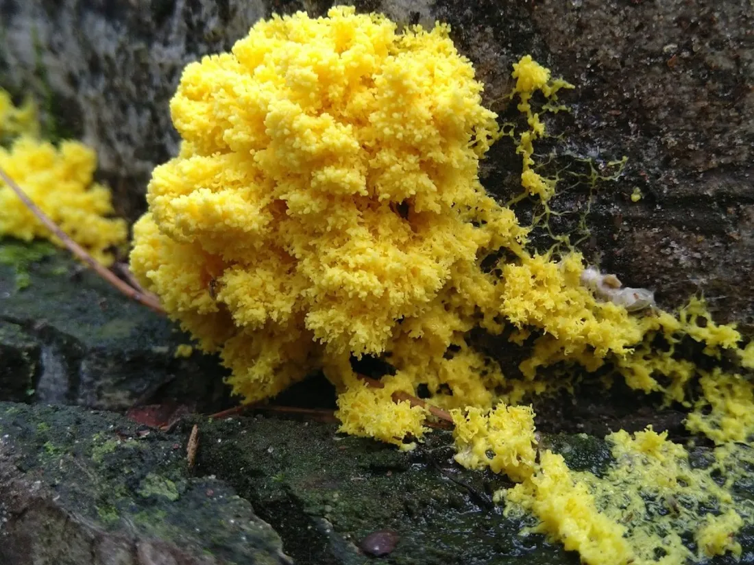 blob
