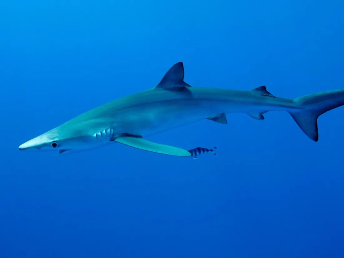 Sables d’Olonne : un requin échoué et secouru sur la Grande Plage