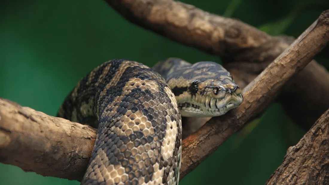 serpent boa
