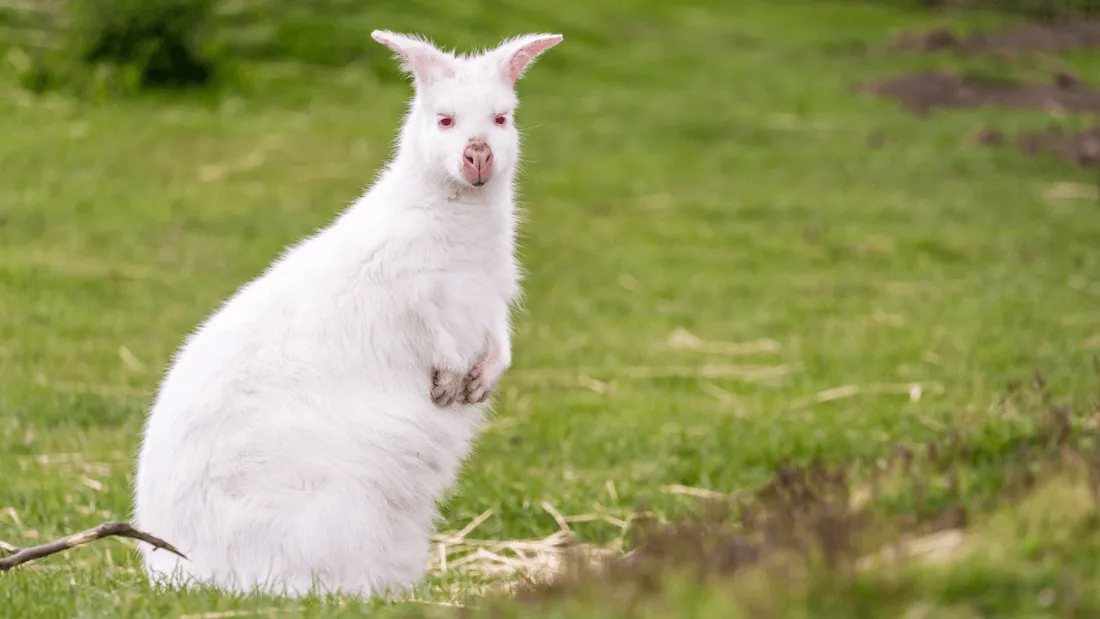 Wallaby albinos