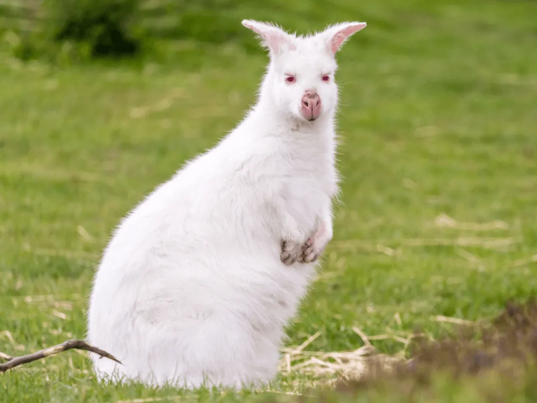 Wallaby albinos