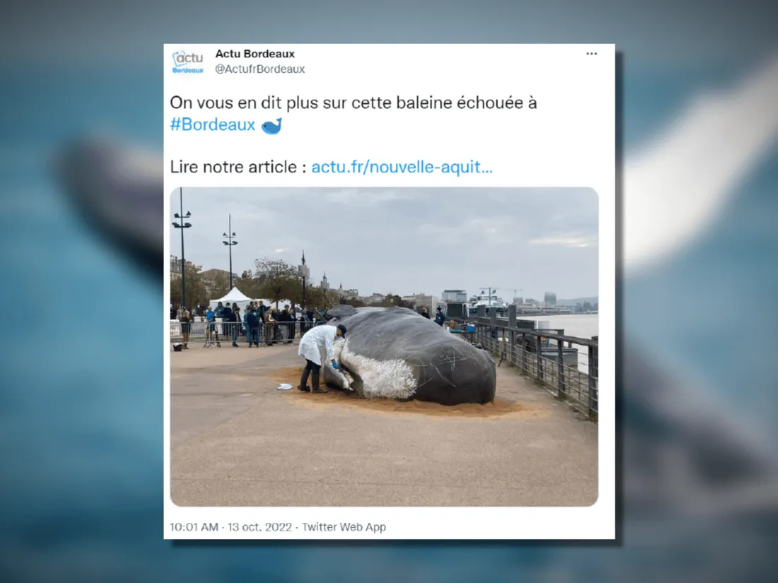 Un cachalot échoué sur les quais de Bordeaux 