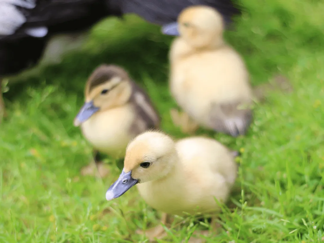 Vendée : un troisième foyer de grippe aviaire détecté