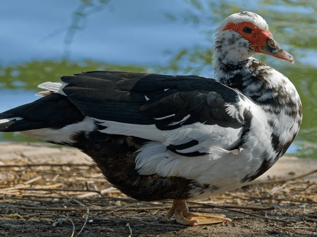 Canard de barbarie