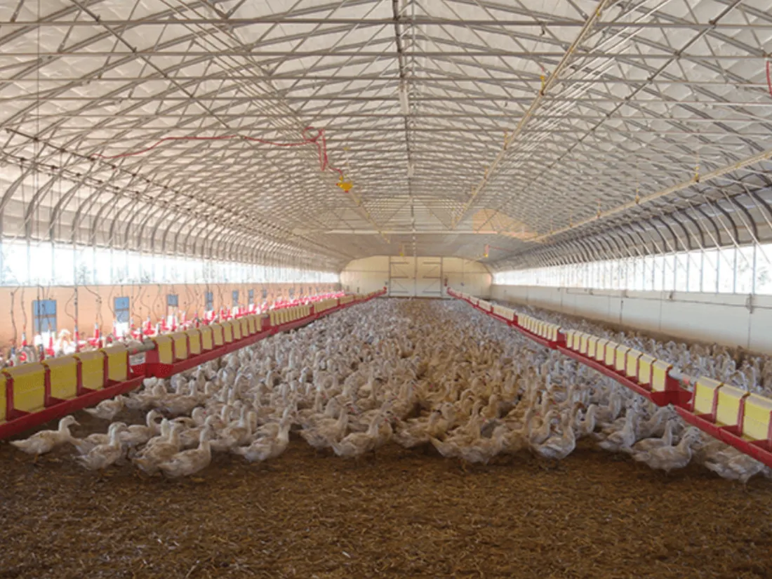 Grippe aviaire : un deuxième élevage identifié en Vendée