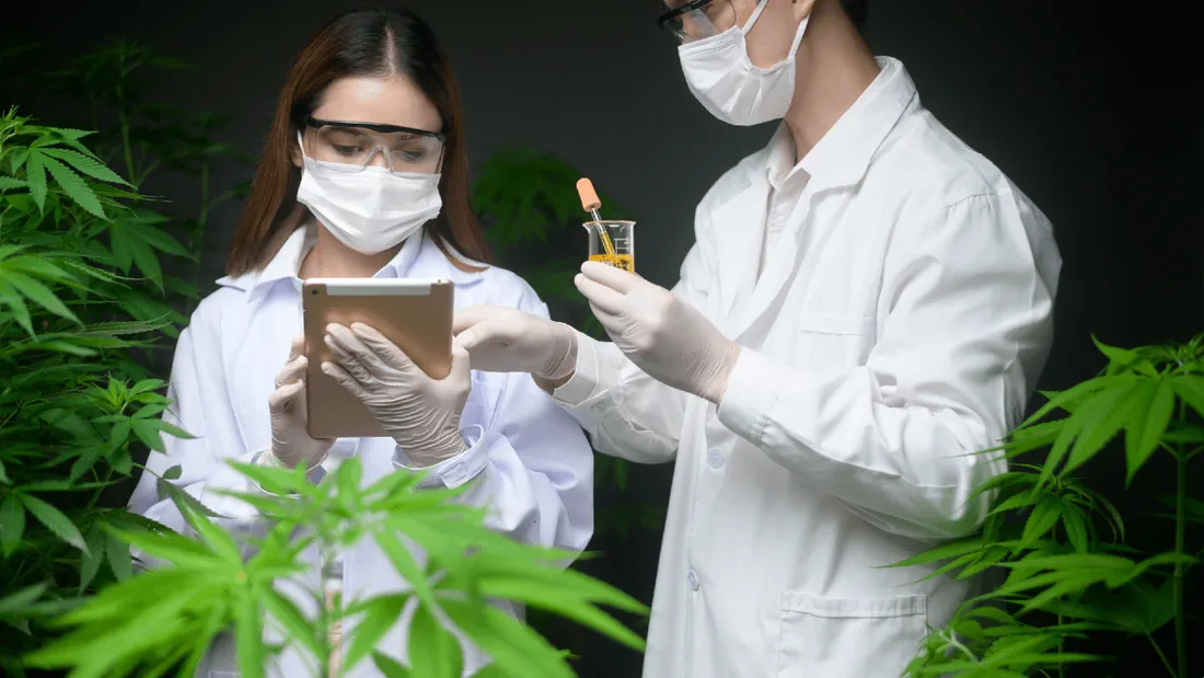 Cannabis médical thérapeutique