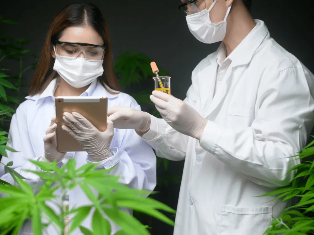 Cannabis médical thérapeutique