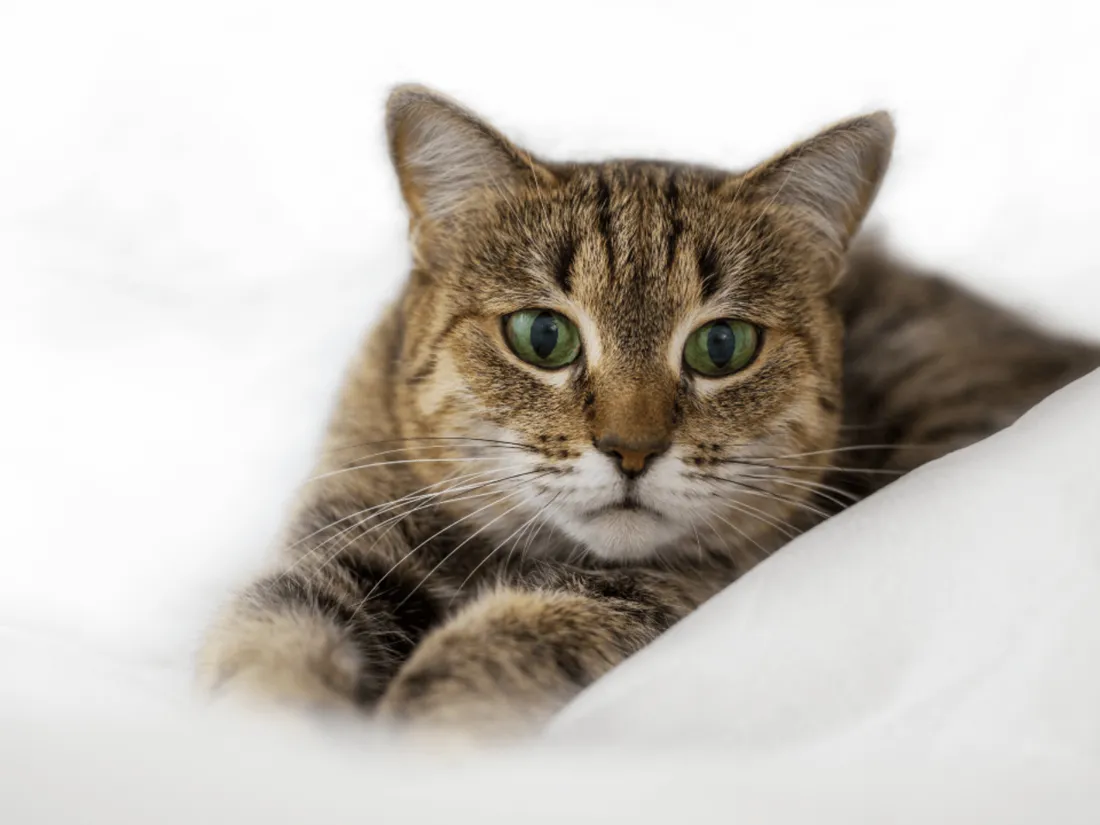Un "tueur de chats" recherché dans cette commune bretonne