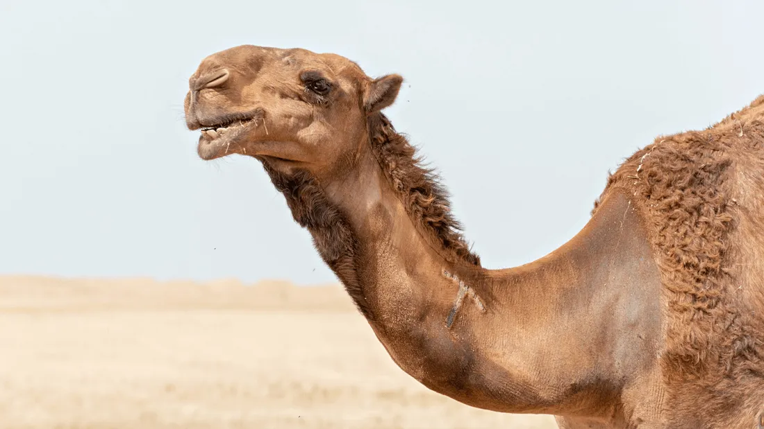  Des chameaux botoxés exclus d'un concours de beauté 