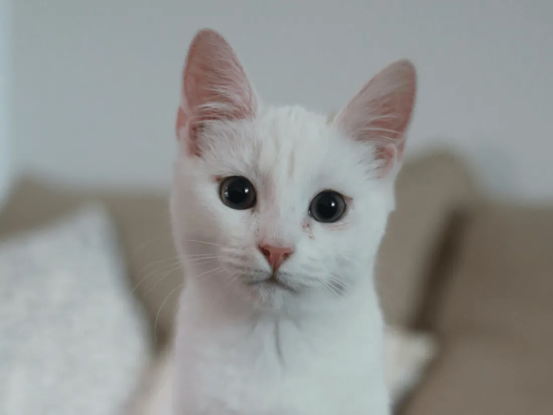 Taïwan : des chats testent de la pâtée à base de ver à soie