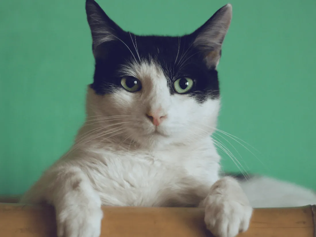 Côtes-d’Armor : un chat perdu depuis 2020 retrouvé dans un supermarché
