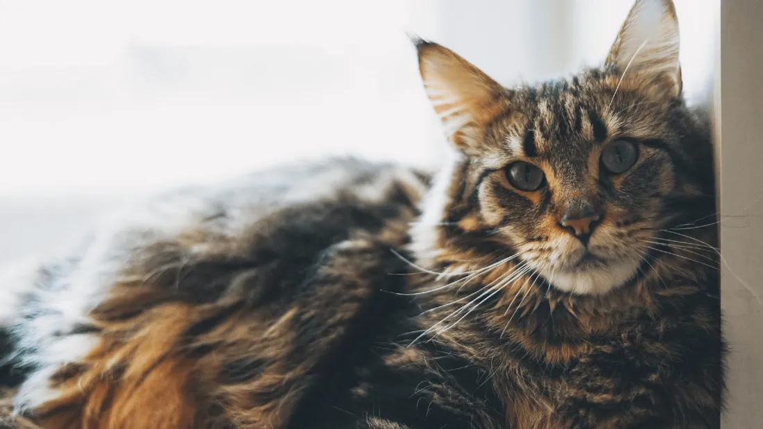 Chat