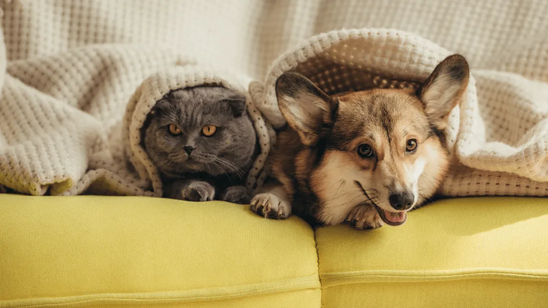 Les "colliers de dressage" sur chiens et chats bientôt interdits