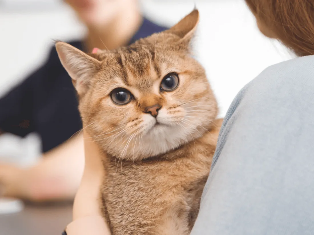 Chat