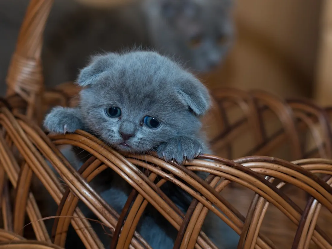 A Landerneau, 220 chats attendent d'être adoptés.