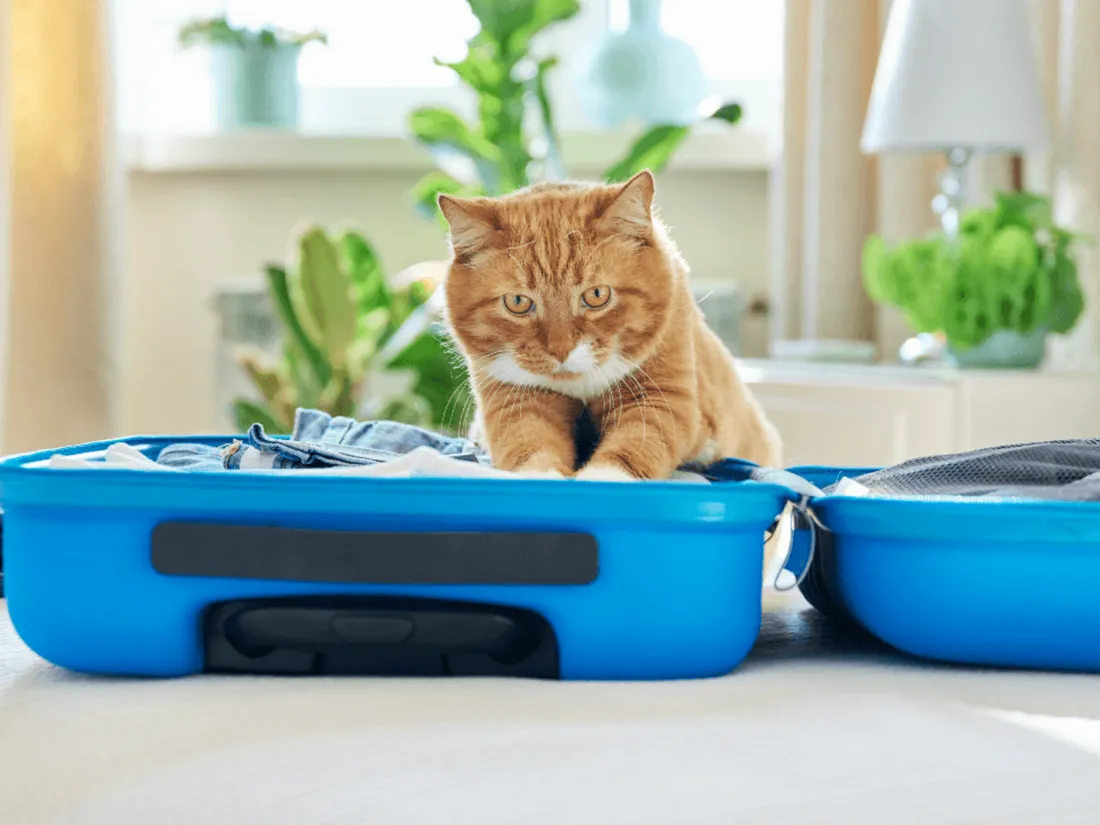New York : un chat retrouvé dans une valise à l’aéroport