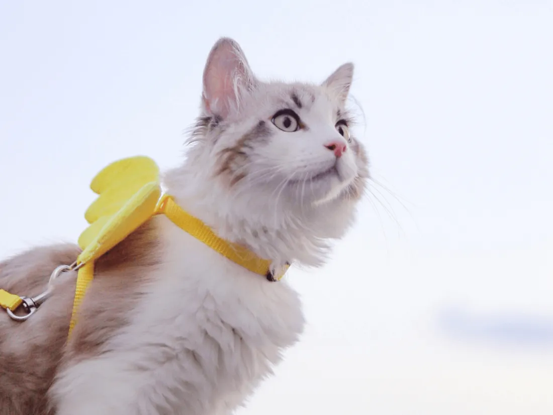 Un chat sauve une famille d’une intoxication au monoxyde de carbone