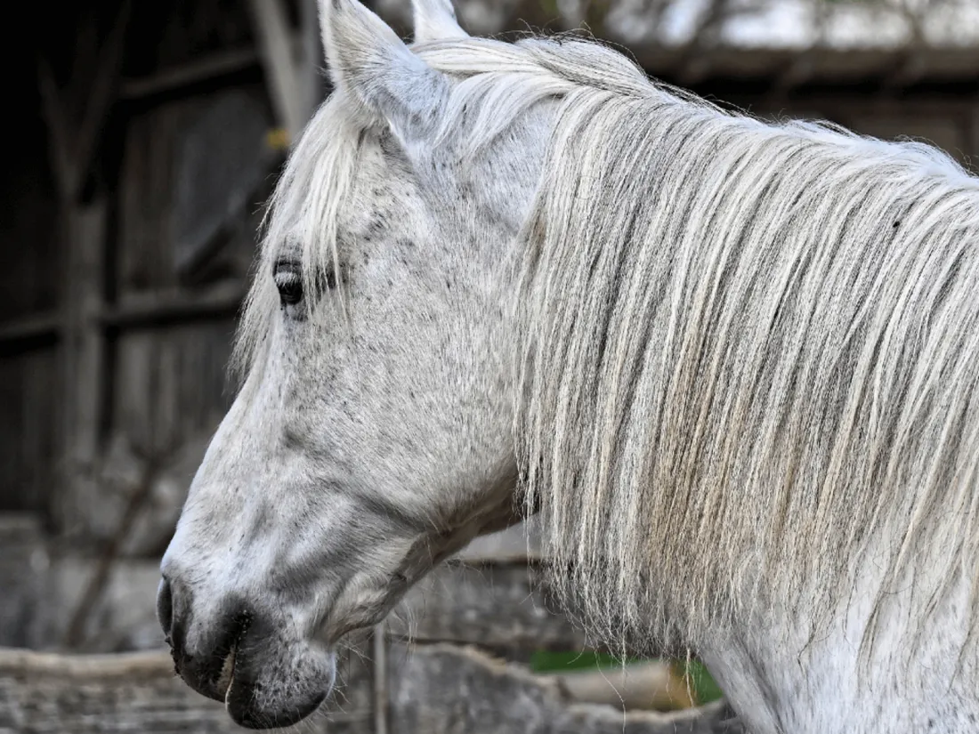 Le cheval était en divagation au moment de l'accident