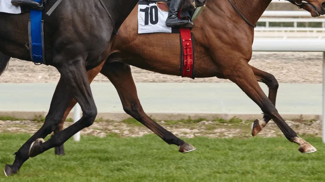 Course chevaux