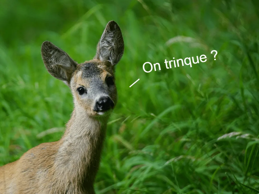 Prenez garde aux chevreuils ivres sur la route !