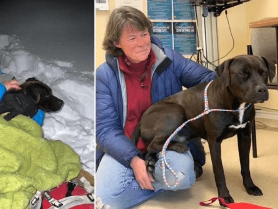 Un chien disparu depuis 4 mois retrouvé vivant en pleine montagne et recouvert de neige