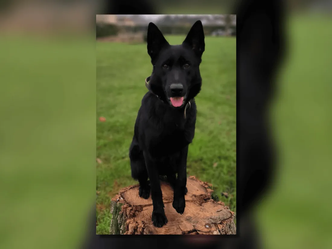 Chien Swatie brigade Indre-et-Loire