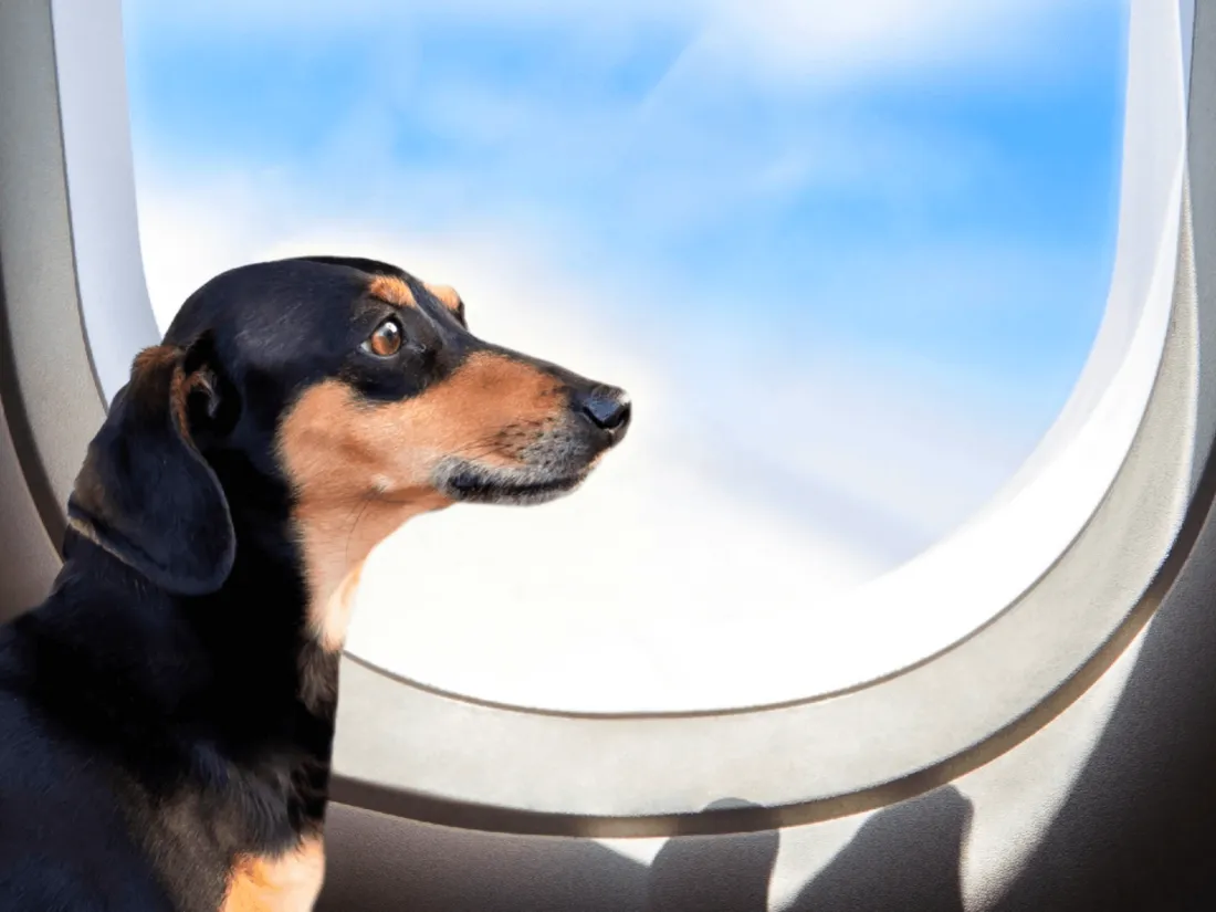 Chien avion