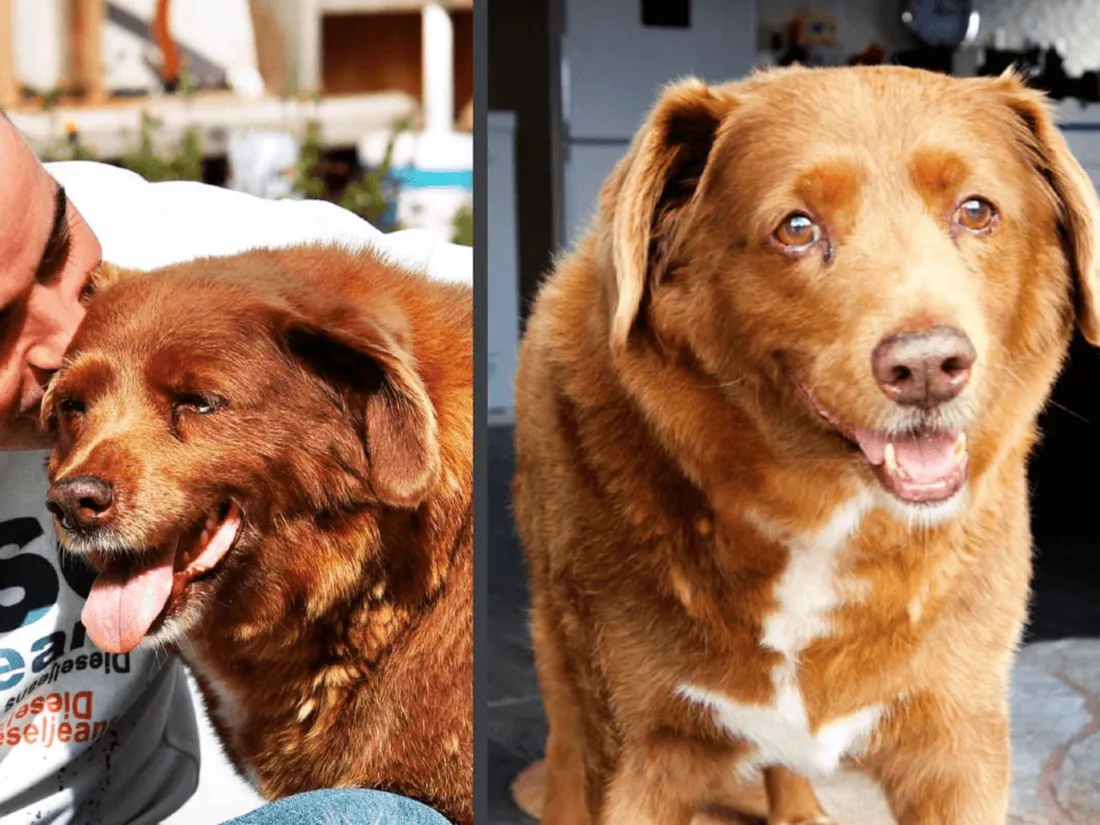 Chien Bobi