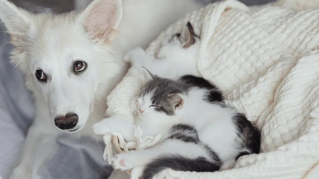 Chien et chat
