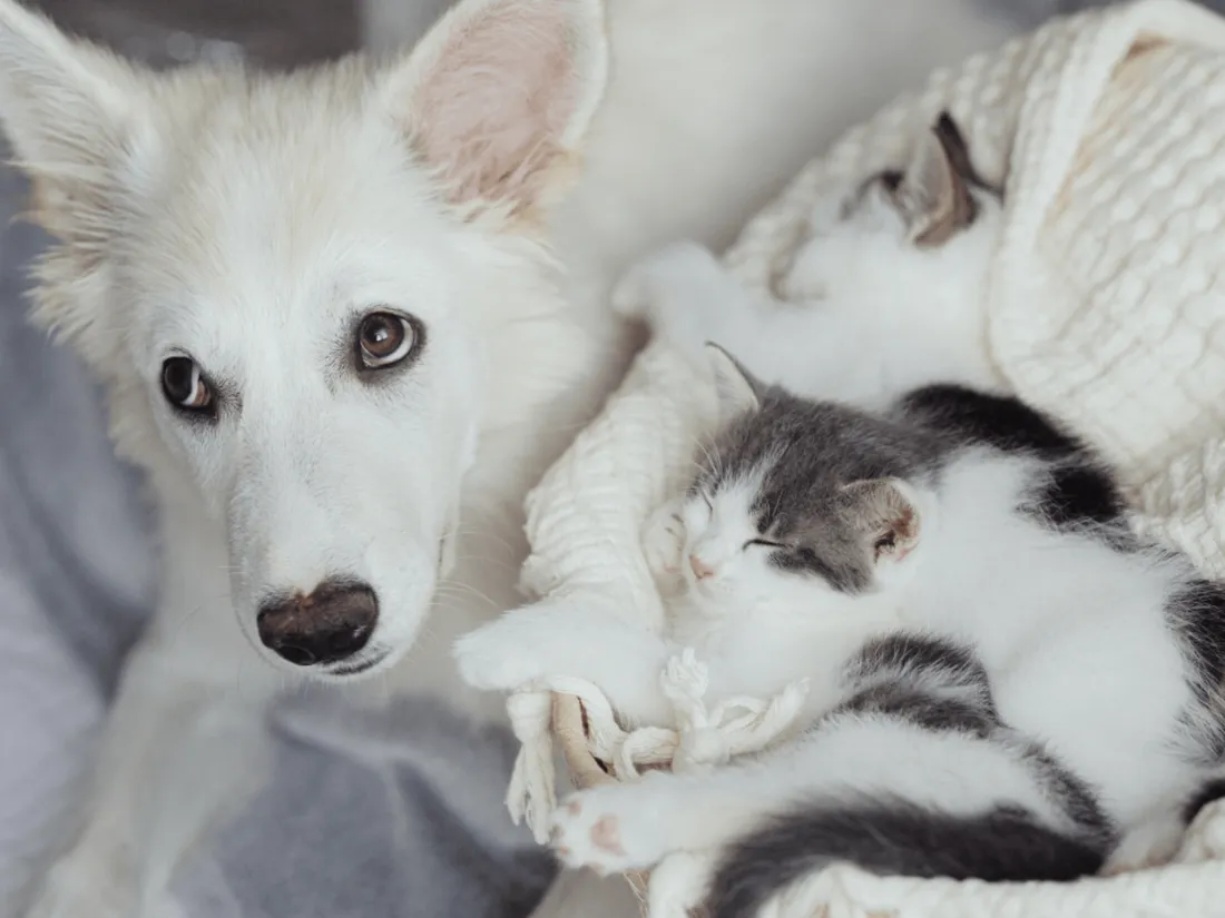 Chien et chat