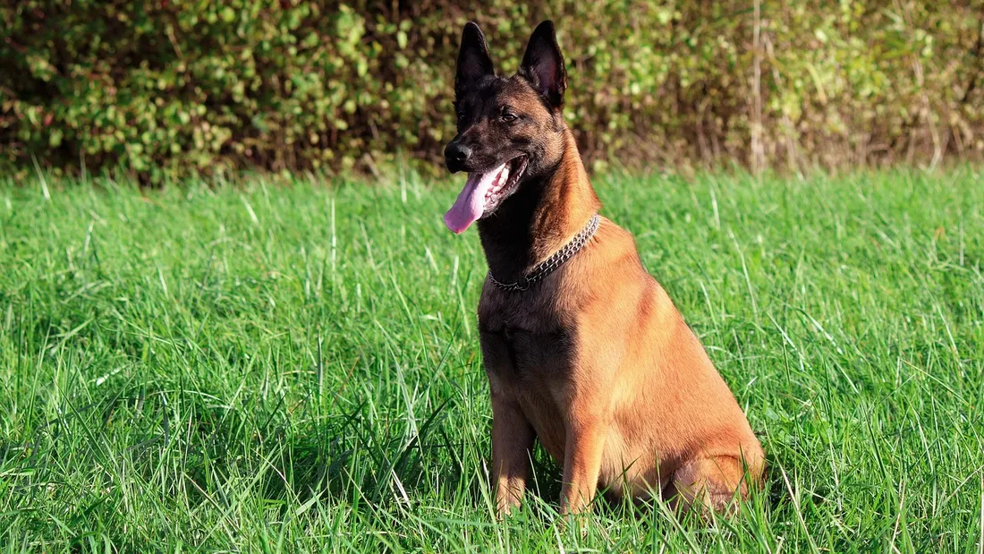 C'est un chien malinois qui a mordu le bébé.