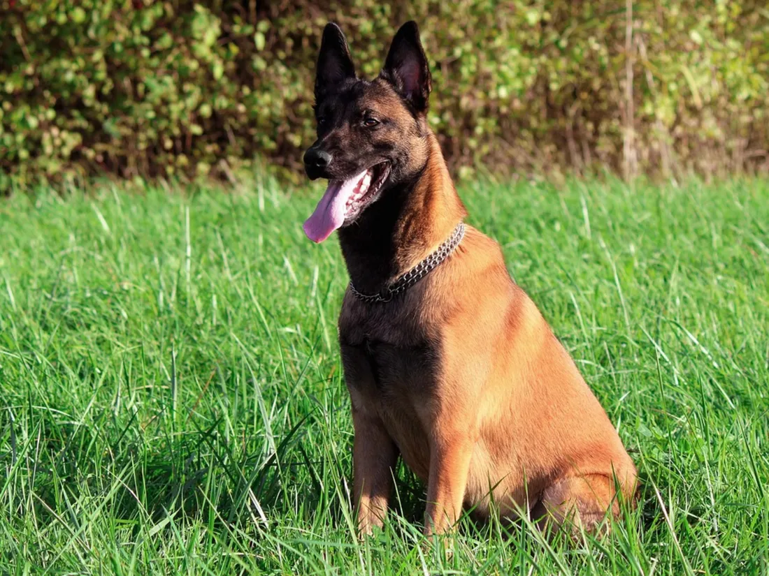 C'est un chien malinois qui a mordu le bébé.