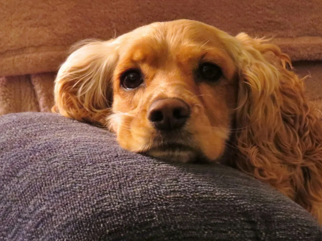 Bretagne : un chien retrouvé noyé dans le Trieux, attaché à un parpaing
