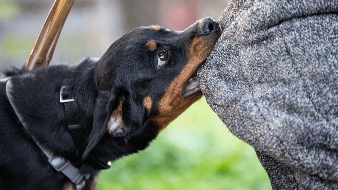 Chien rottweiler