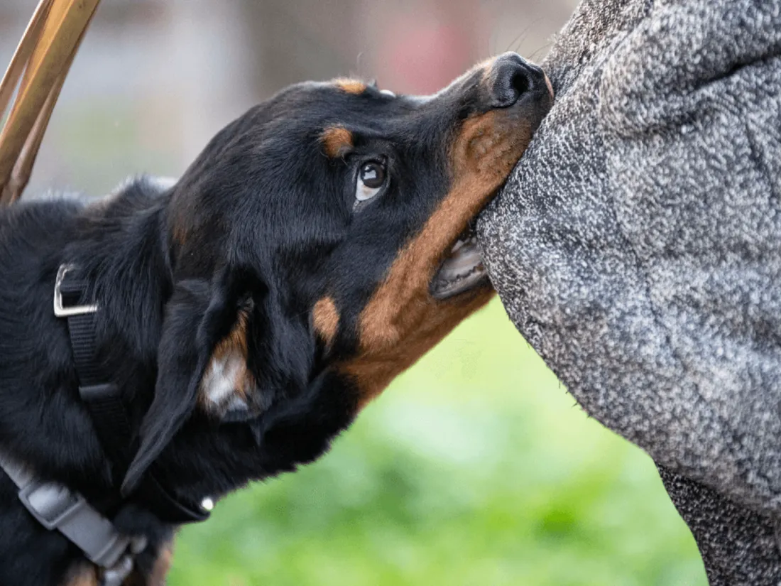 Chien rottweiler