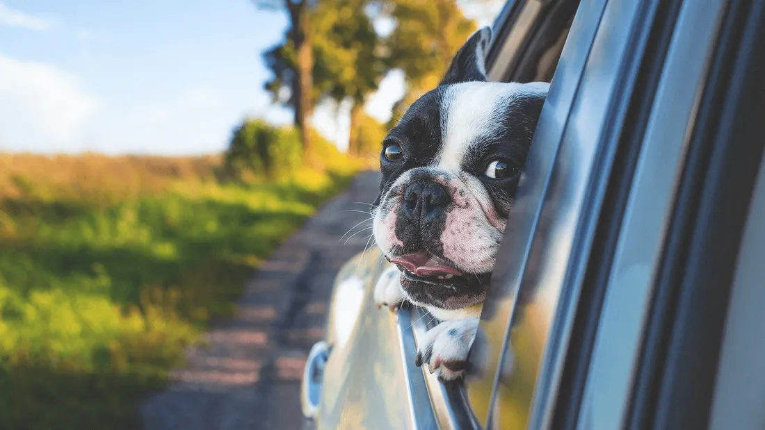 La Rochelle : ville la plus accueillante pour les propriétaires de chiens